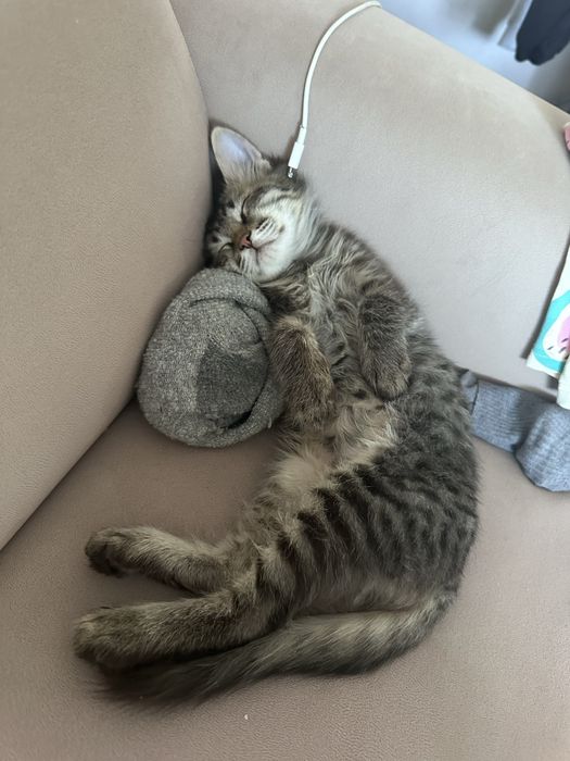 Отдам котенка в добрые руки