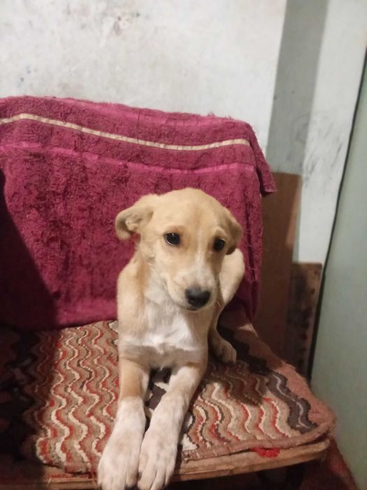 Щенки в добрые руки