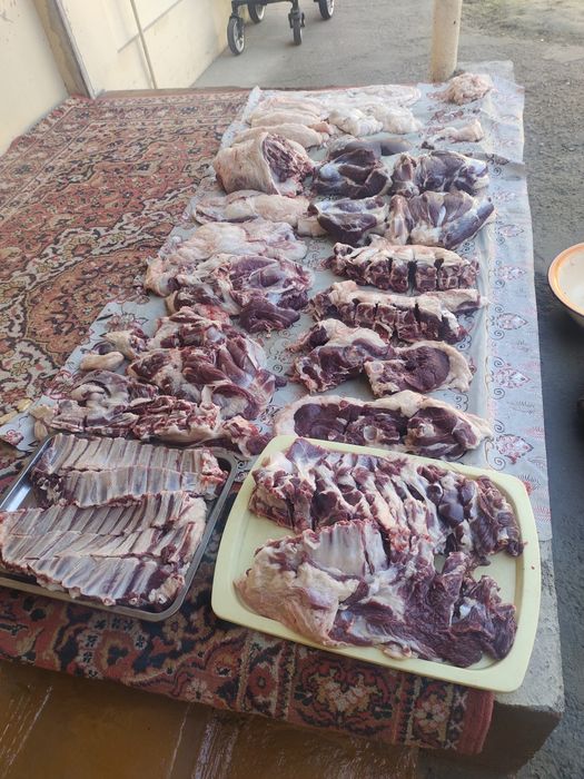 Кассоб Qassob servis xizmati xidsiz sogʻlom sifat qoʻylarimiz xam bor