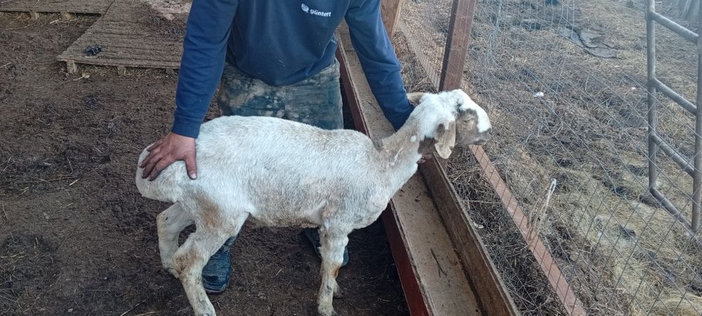 Продам овец ягнят баран