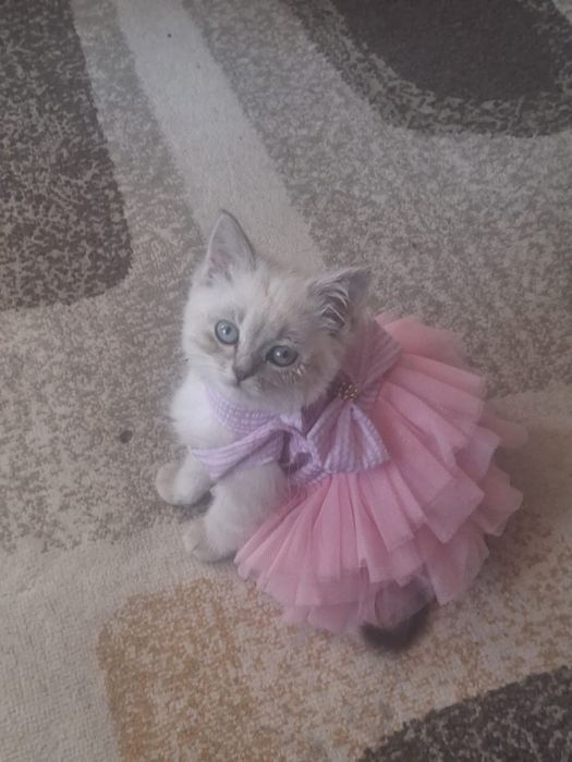 Отдам котенка в добрые руки. )))