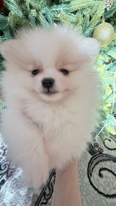 Продаются щенки малого немецкого шпица