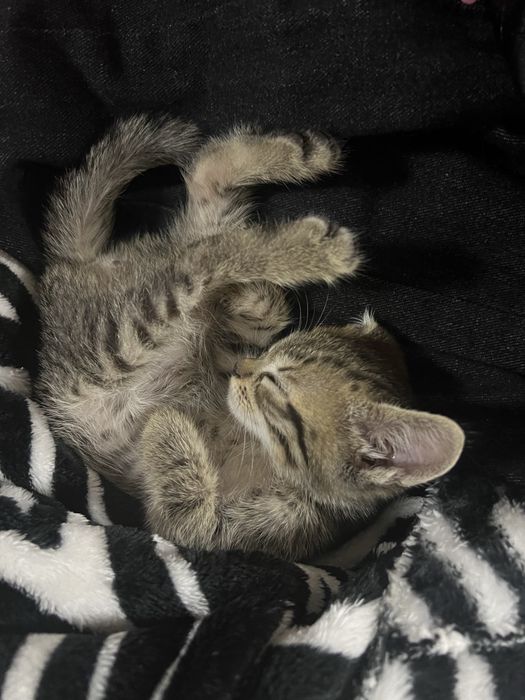 Раздам игривых котят