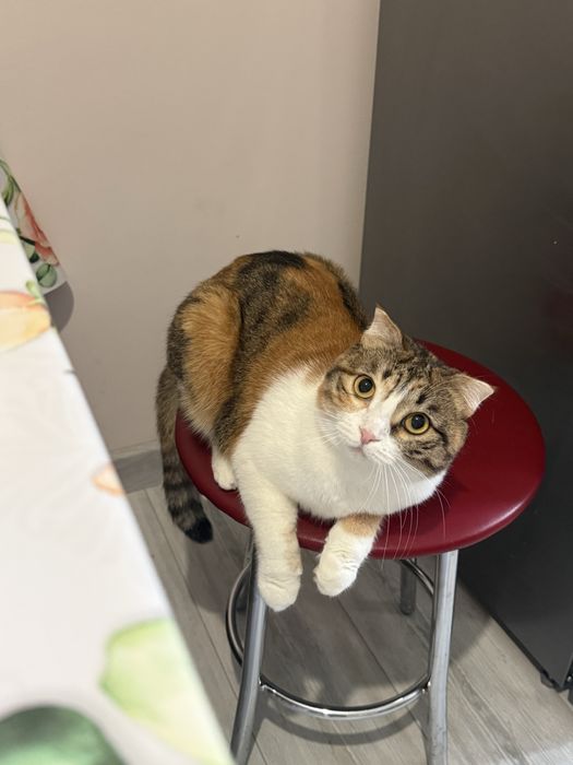 Отдам добрые руки кошку