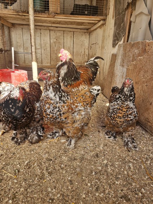 Păsări de rasa brahma cochinchina