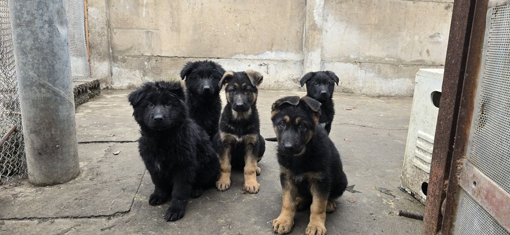 Чистокровные щенки овчарки