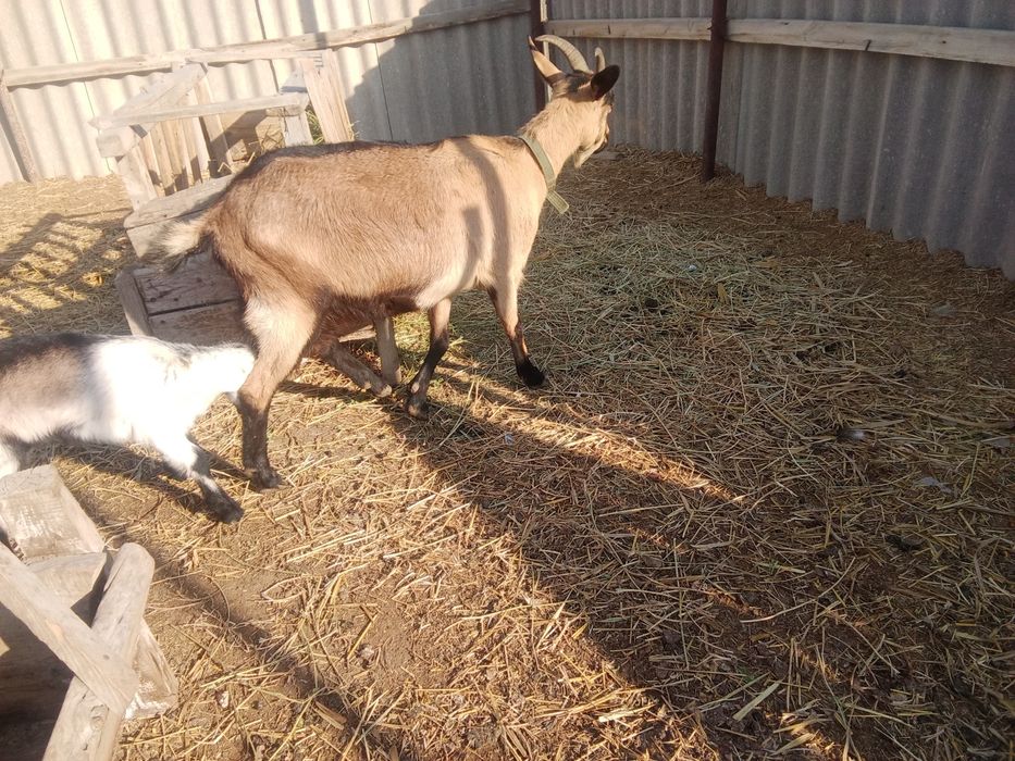 Альпі француз теке лақтар