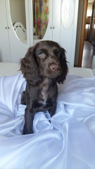 Спаниельки редкого окраса