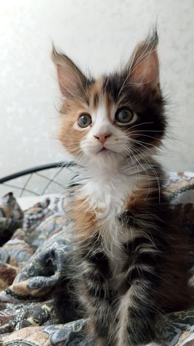 Продам катенька девочку мейн кун