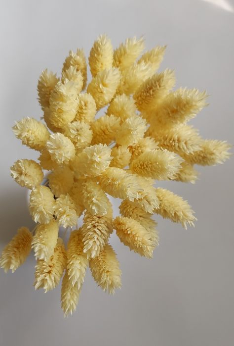 Сухоцветы. Цветы для дома.