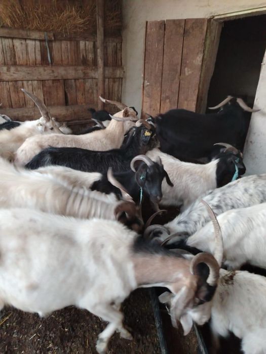 Продам взрослых коз