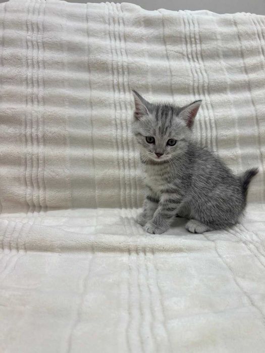 Очаровательные котята ищут новых хозяев!