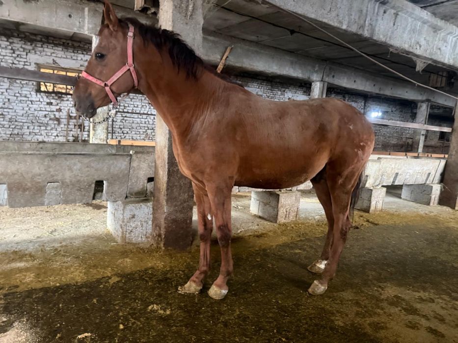 Айгыр сатылады 6 жасар