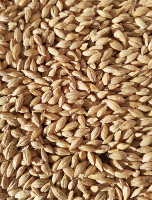 Samanta Certificata Mazare C1,Orzoaică C1,Ovaz C1,Porumb,Floarea Soare