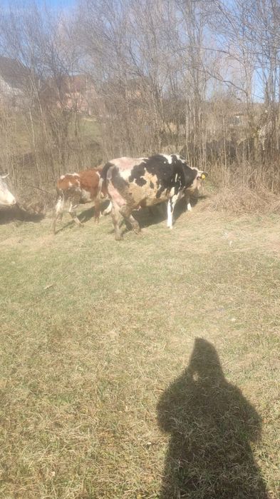 Vand vaci  gestante pt detali sunati la nr