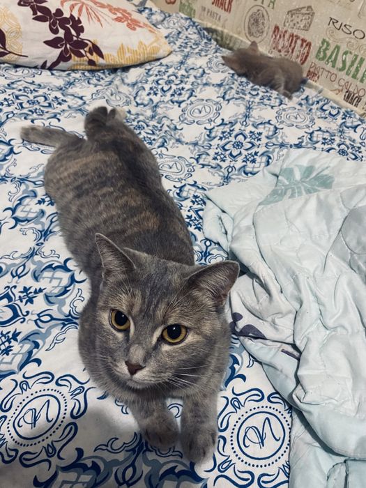 Британская кошка 2годика