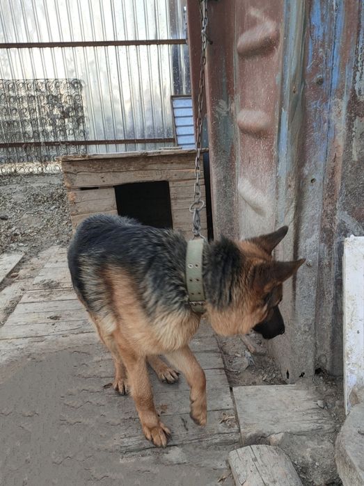 Продажа немецкая овчарка