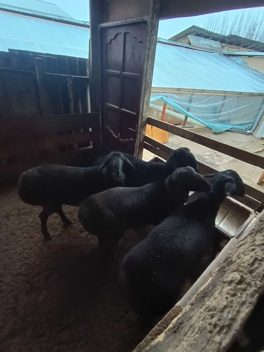 Домашние откормленные бараны/Уйда емланган кочкорлар