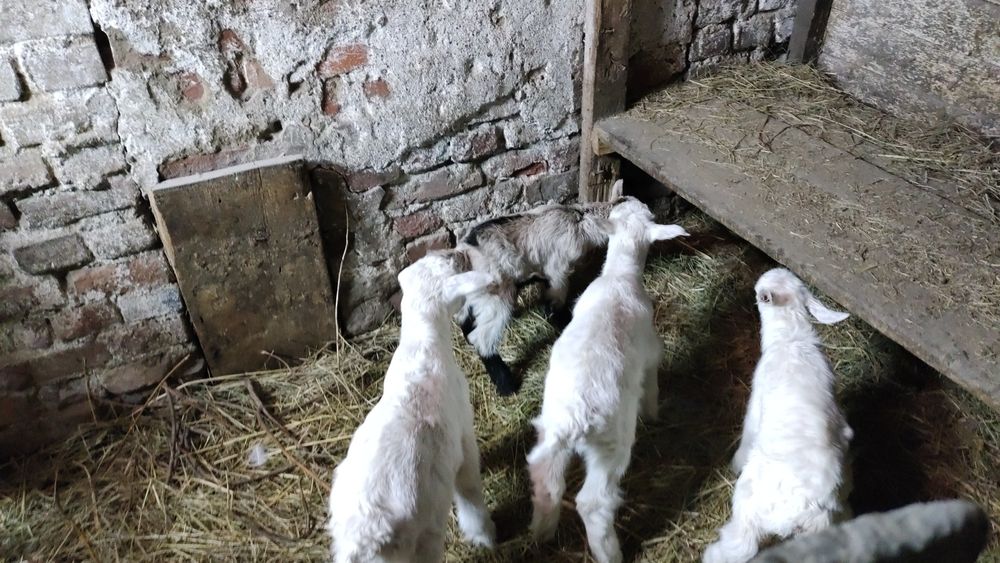 Продам   каазлят