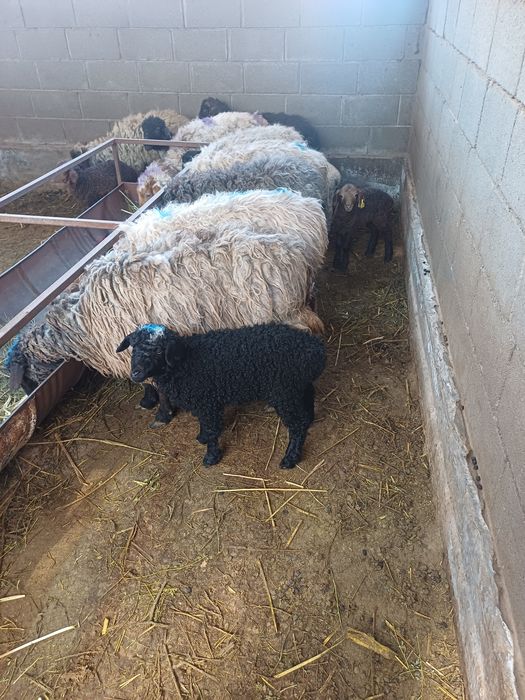 Козылы койлар сатылады