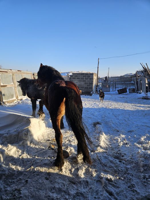 Жеребец продаётся