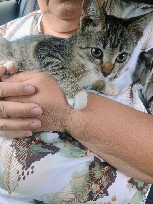 Отдам в добрые руки котенка