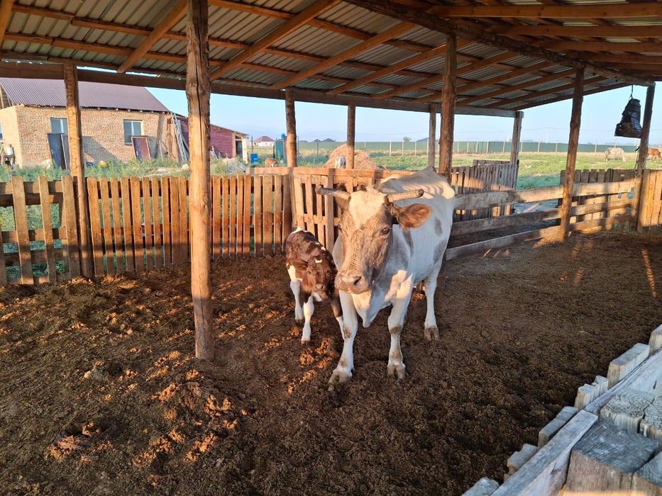 Фазенда в посёлк Исаевта