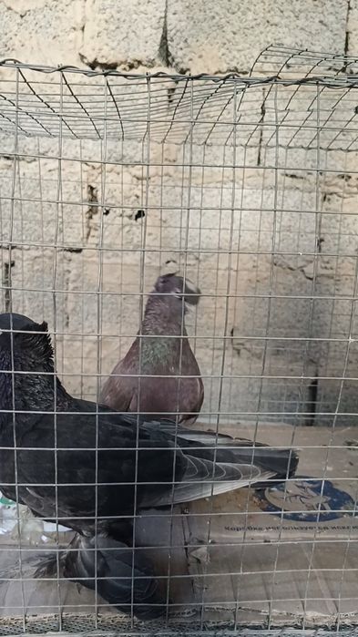Голуби пара с пискунами