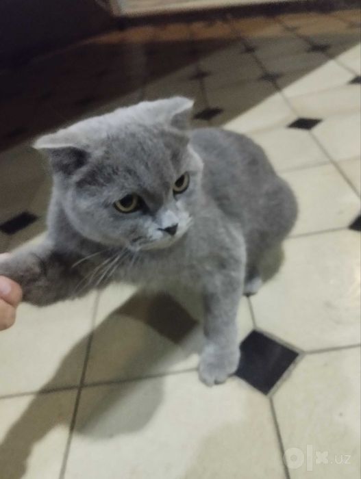 Scottish fold, kulrang, qiz bola, 4-5 oylik
