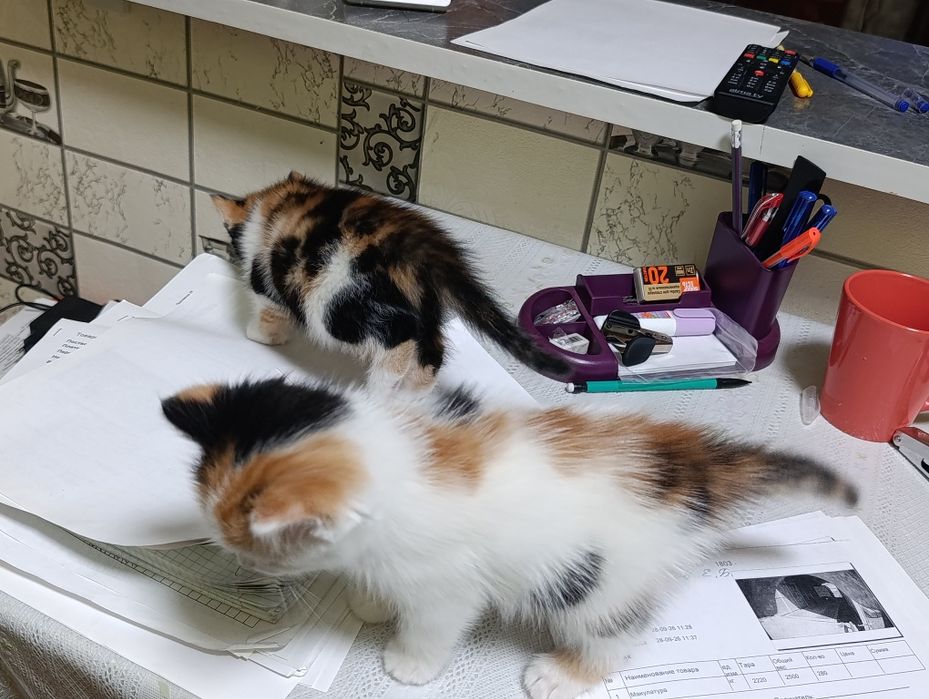 Котята очень милые