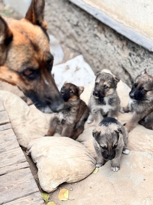 Щенки немецкой овчарки на продажу! срочно!