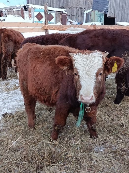 Продам 2ух бычков по 8 месяца