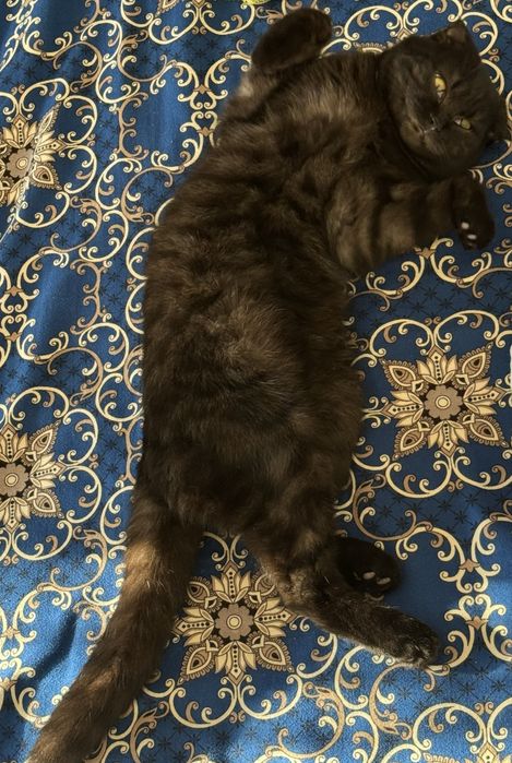 Кошка - Шотландская вислоухая кошка