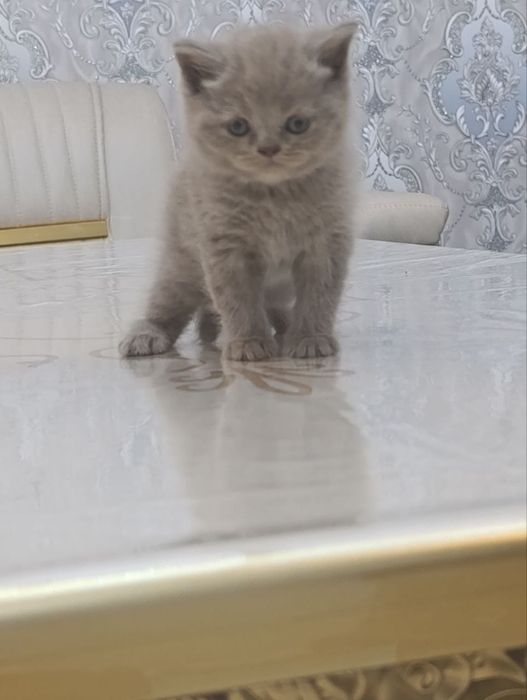 Mushukchalar sotiladi