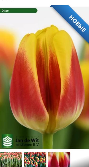 Тюльпаны к 8 марта