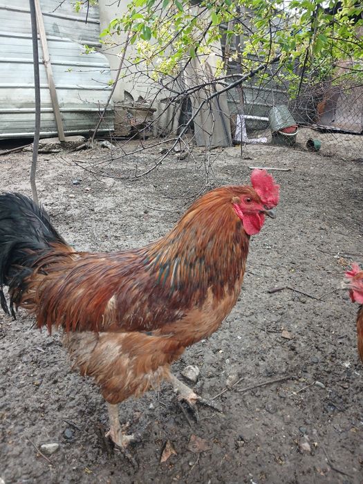 Петухи годовалые, продам.