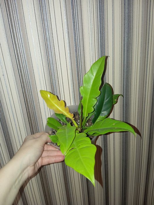 Продам Филодендрон
