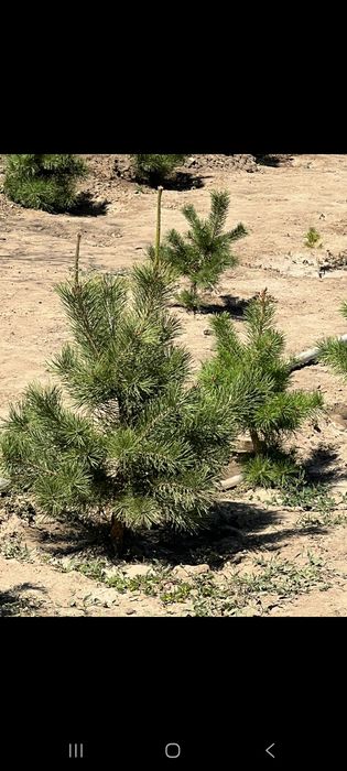 Продам сосны оптом и в розницу