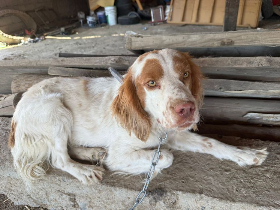 Щенки руского спаниеля