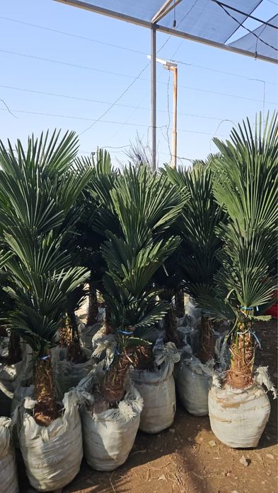 Можжеевельник ели туи пальмы