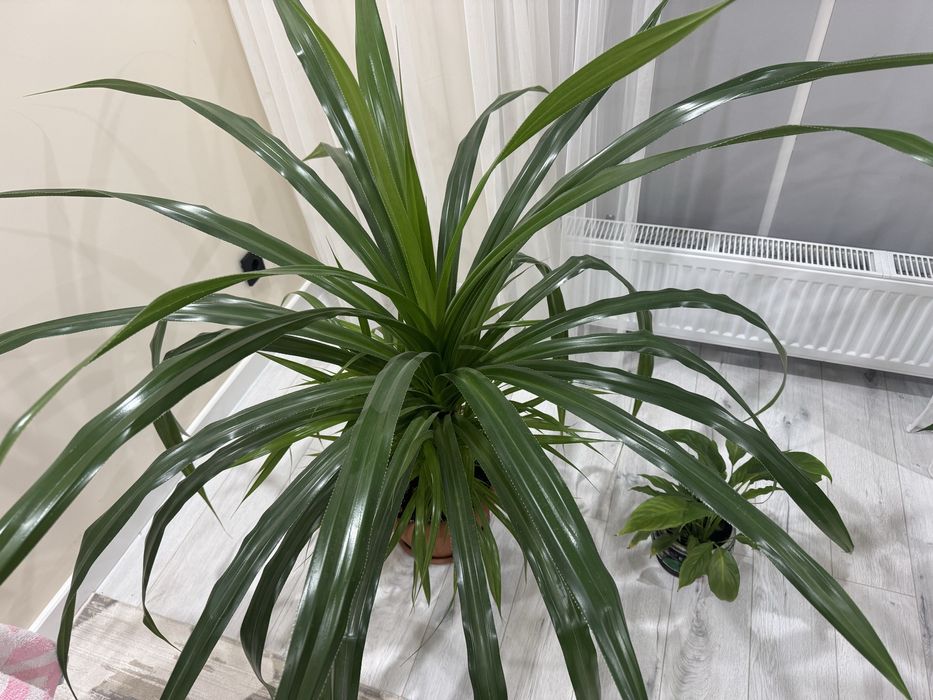 Продам цветокккк