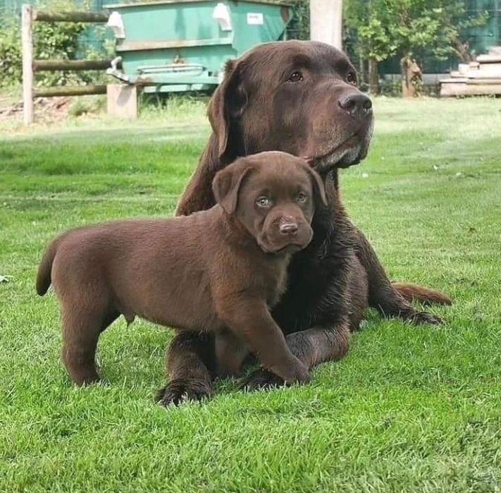 Малышата ЛабрадорА