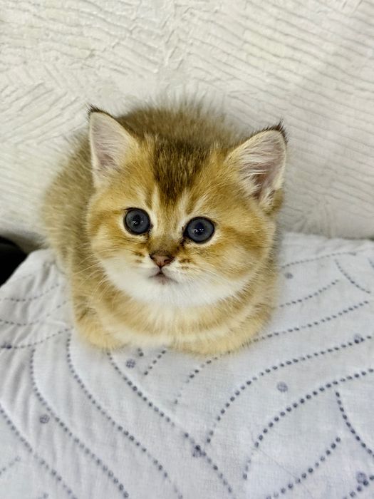 Котята Золотые шиншиллы ищут себе дом