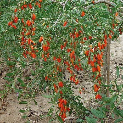 Goji butasi годжи