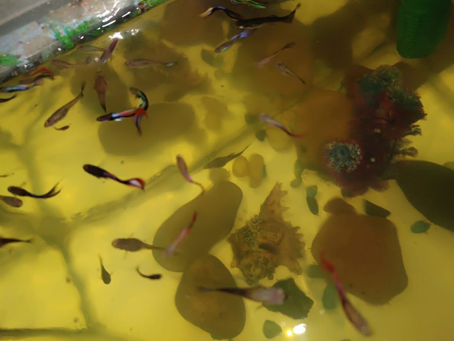 Продам аквариумных рыбок гуппи