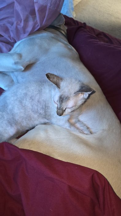 Кошечка, Донской сфинкс ищет жениха