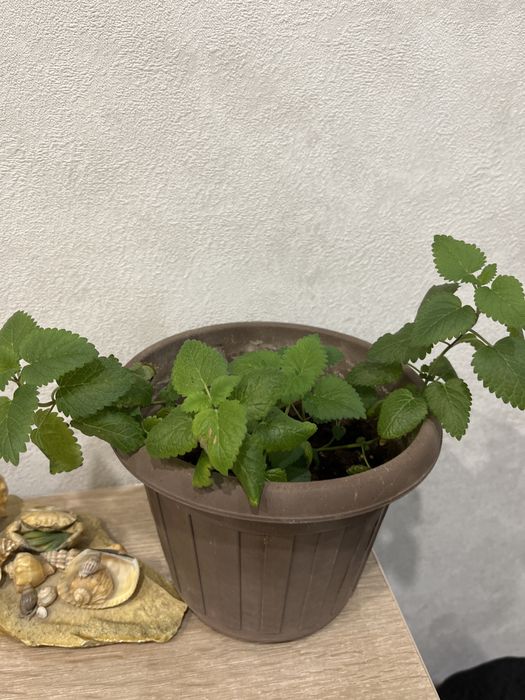 Цветок мята мелиса домашняя