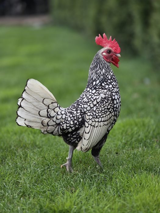 Vând 2 găinușe si un cocoș din rasa Sebright Micesti • OLX.ro