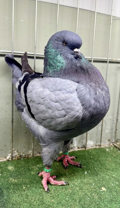 Porumbei King American