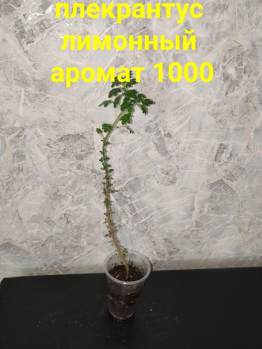 Комнатные  цветы